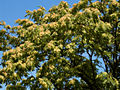 Ailanthus altissima IMG_4829 Bożodrzew gruczołkowaty
